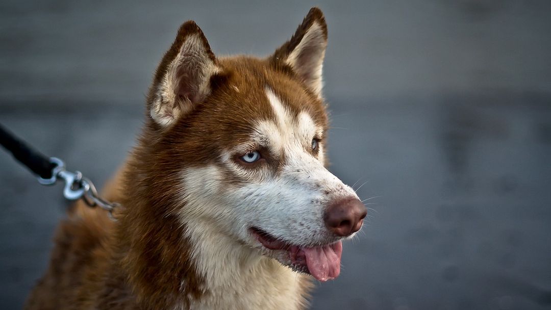 Motorrijden op een Husky, hond doet motorgeluid na