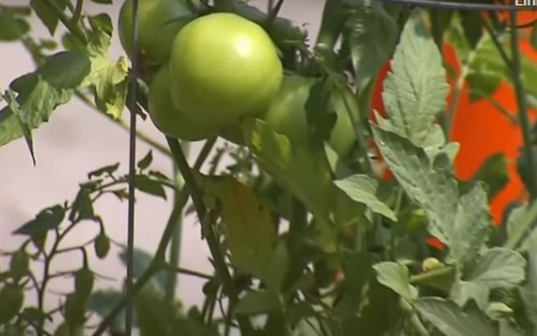 Stadsbestuur Toronto doet pas wat aan gat in de weg, als bewoners er tomatenplantjes in laten groeien (video)