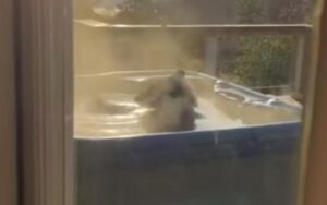 Zeg schat, is dat een beer in onze hottub