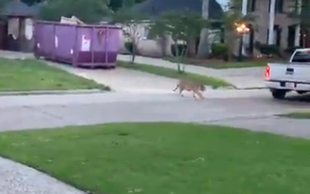 Bengaalse tijger loopt op straat in Houston, man opgepakt