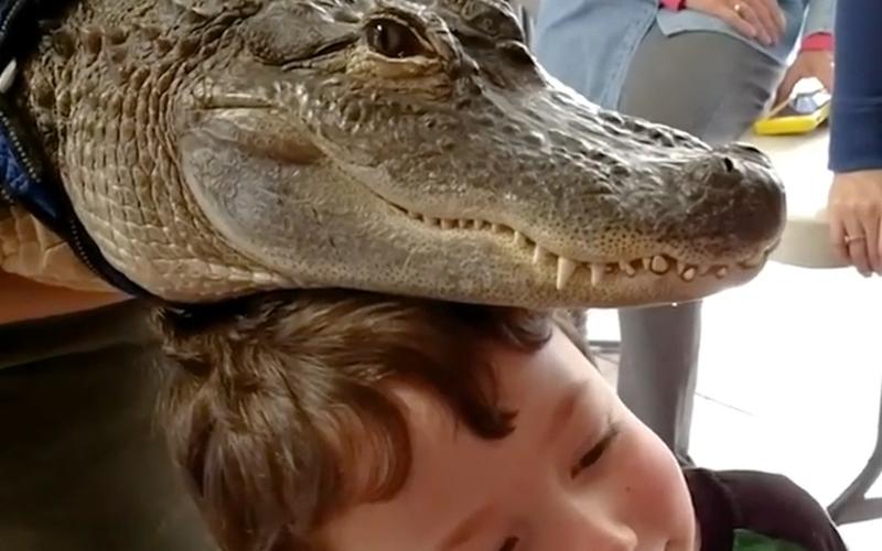 Wally, de psychische hulp alligator