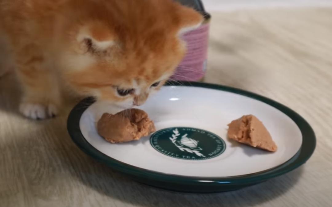 Euuhhh… dat is geen paté, maar kattenvoer