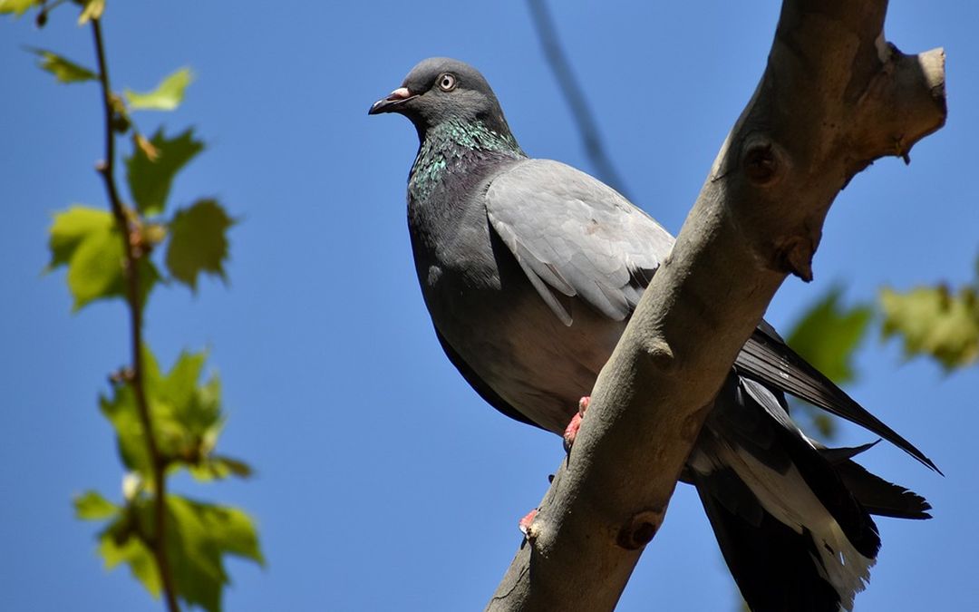 Burenruzie, getergde buurman zaagt boom in tweeën na ruzie over duivenpoep
