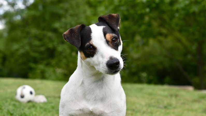 Hond Engelse Premier heeft last van romantische driften
