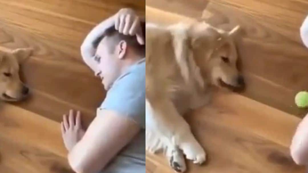 Hond is te lui om te apporteren