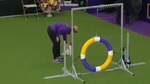 Agility Concours, de snelste hond