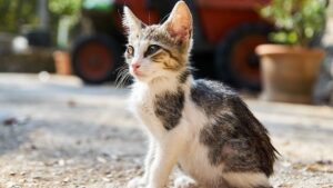 Zo kom je dus aan 18 kittens